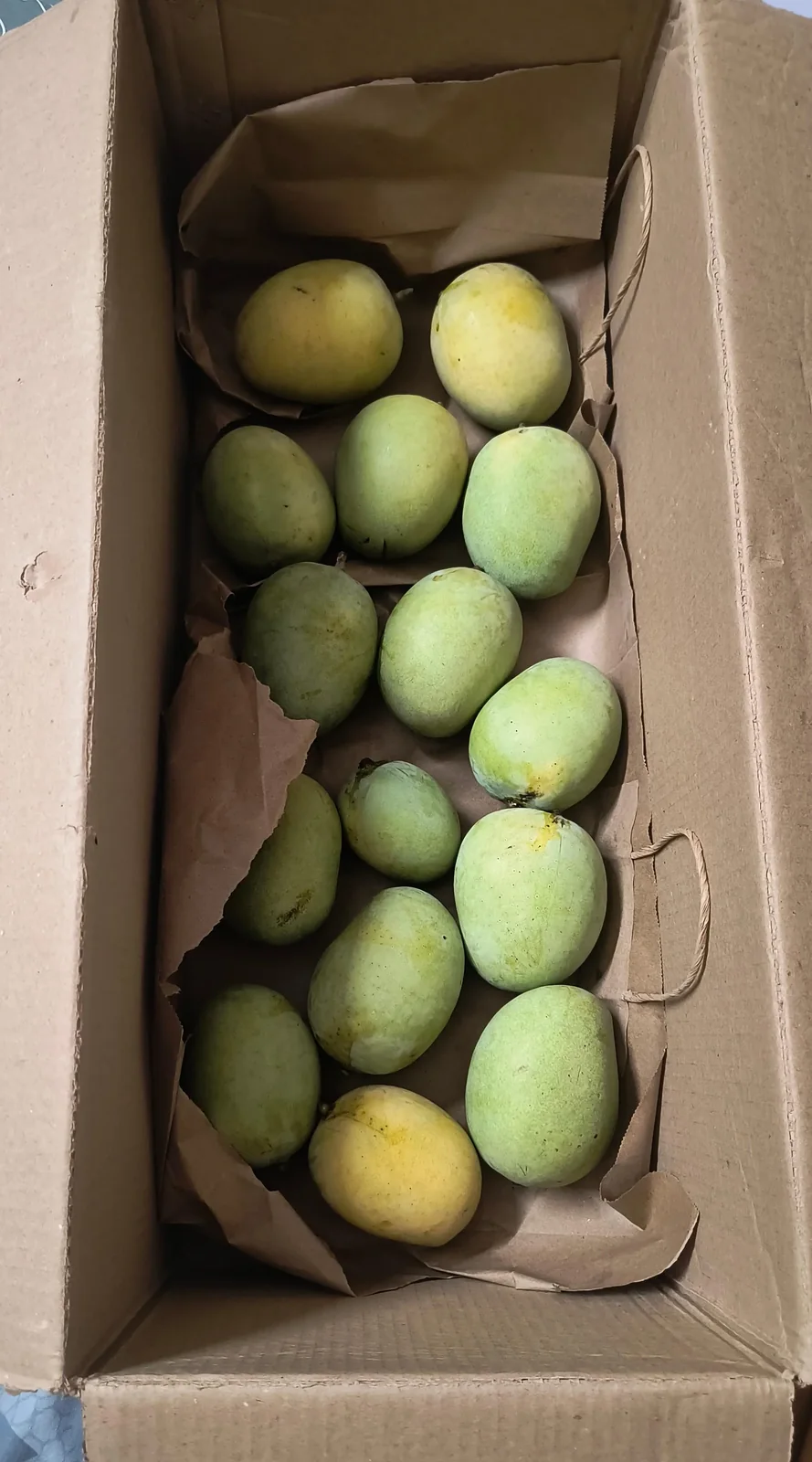Doodhiya Maldah mangoes packed in a cardboard box.
